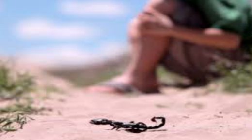 غياب أمصال سم العقارب يهدد بإزهاق أرواح المواطنين بأزيلال