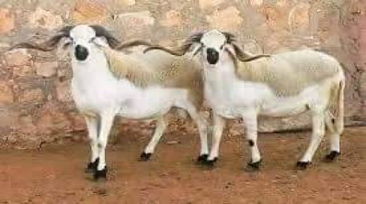 انخفاض ملحوظ في اسعار الاضاحي بعدد من الأسواق الأسبوعية