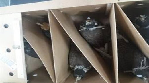 إحباط تهريب 26 صقرا حيا عبر مطار محمد الخامس