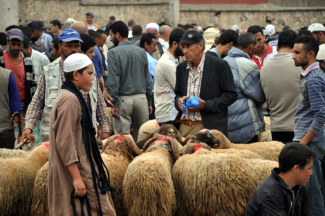واش غنعيدو ولا ما غنعيدوش.. أخنوش يكشف حقيقة “إلغاء عيد الأضحى”