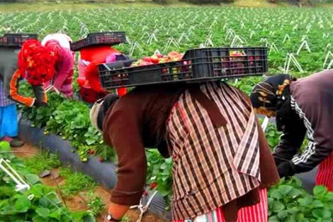 مستجدات جديدة حول تفشي كورونا في “لالة ميمونة” بسبب استخفاف أرباب الضيعات واستهتار السلطات