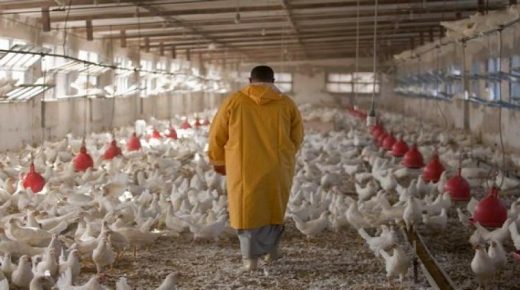 جائحة كورونا تضرب قطاع الدواجن بالمغرب!.. تفاصيل أكبر خسارة منذ نصف قرن بما يفوق 1.49 مليار درهم