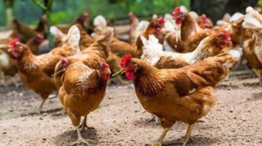 بعد ارتفاع الأسعار .. مربو الدواجن يدعون المستهلك لتفهم خسائرهم بسبب كورونا