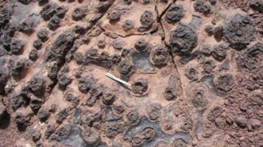 لأول مرة في المغرب.. اكتشاف كائنات مجهرية عمرها حوالي 570 مليون سنة بورزازات