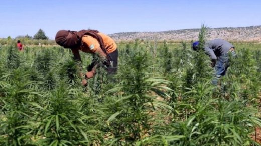 العرائش.. 9 رؤساء جماعات يلتمسون من العثماني الترخيص لزراعة وإنتاج “نبتة الكيف”!