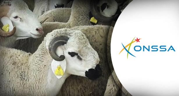 عيد الأضحى .. “أونسا” يشدد المراقبة على الأعلاف والأدوية البيطرية ومياه شرب الأضاحي ومخلفات الدواجن