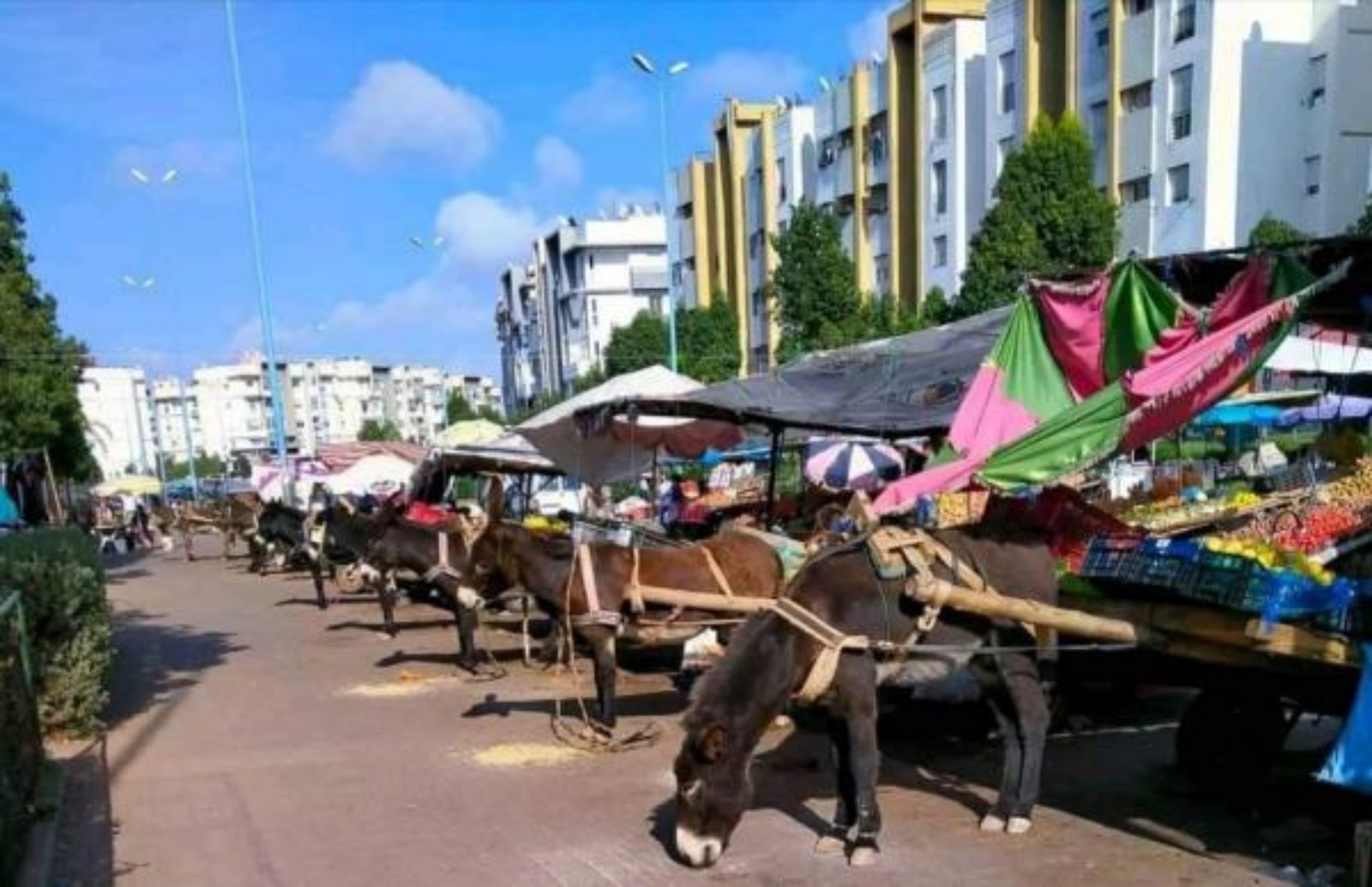 الدار البيضاء تمنع “الكرويلة” نهائيا والعمدة تعتبرها عائقا للتحول إلى مدينة ذكية