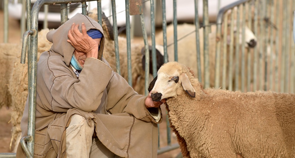 الحكومة تتحرك لاستيراد المواشي من أستراليا وسط مخاوف المربين المحليين