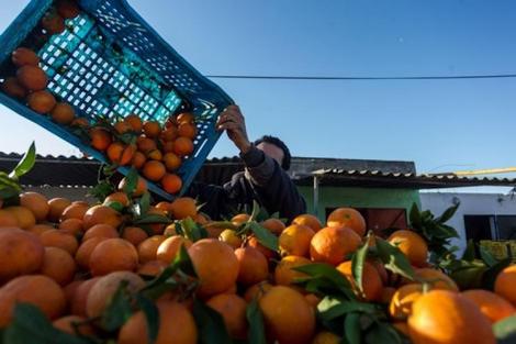 المغرب يسجل رقماً قياسياً في صادرات البرتقال إلى الولايات المتحدة ويتصدر المشهد العالمي