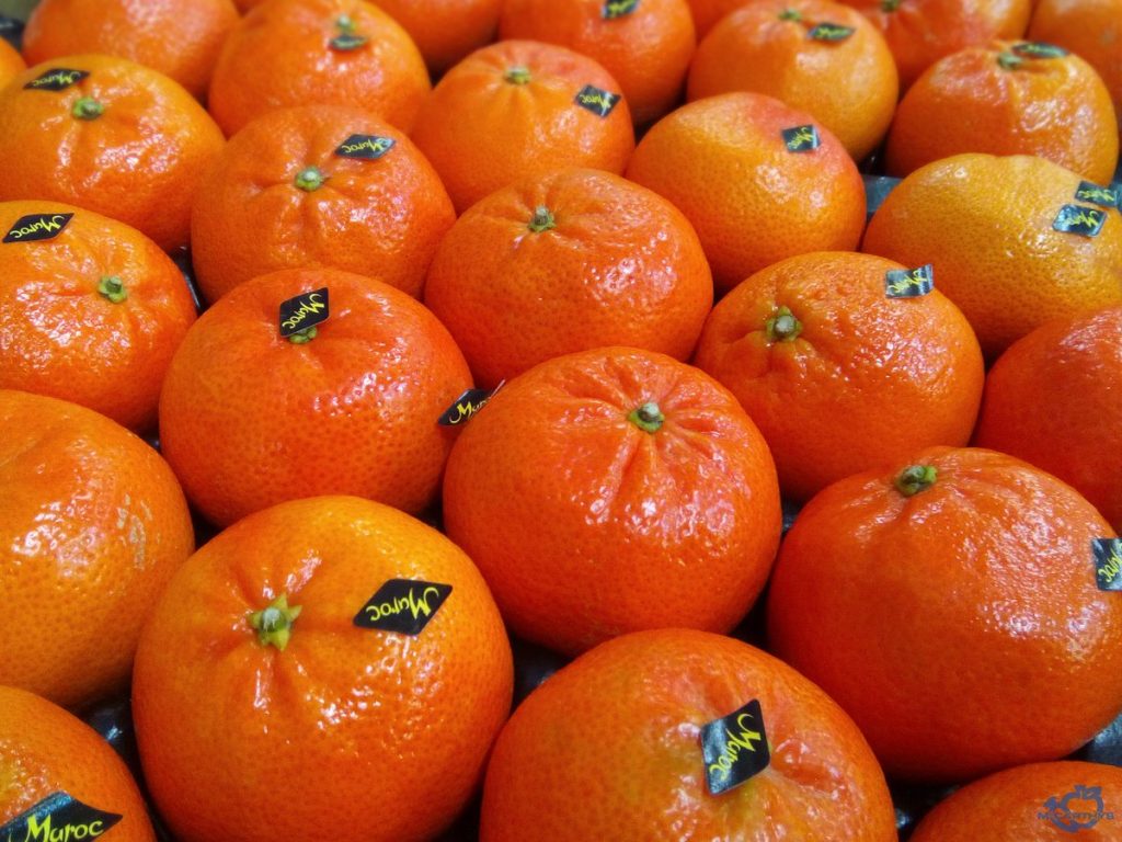 “الناضوركوت المغربي يكتسح الأسواق العالمية ويكشف عن ‘السويتكوت’ في برلين”