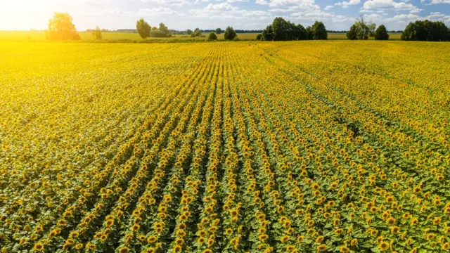 عباد الشمس الروسي يعبر نحو المغرب وسط سباق عالمي على الزيوت النباتية