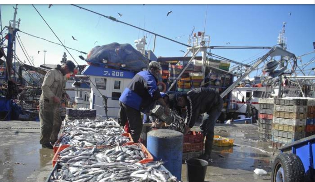 الصيد التقليدي يحقق عائدات قدرها 2.2 مليار درهم منذ مطلع هذا العام