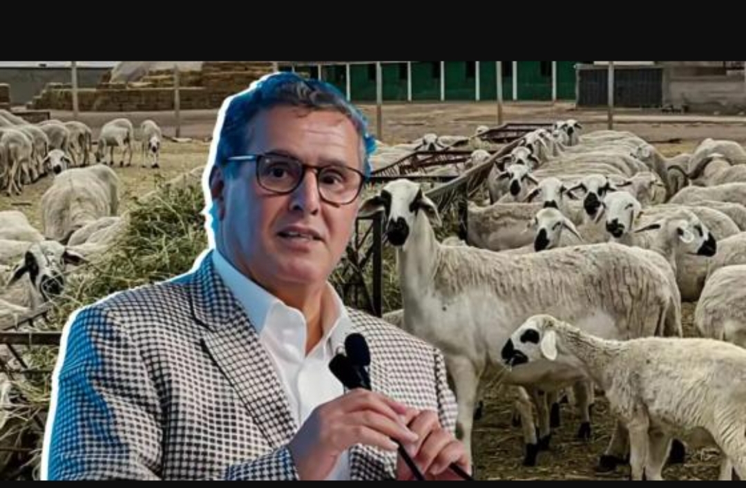 13 مليار درهم أرباح مشبوهة تثير الغضب ومطالب بمحاسبة مافيا استيراد الأضاحي