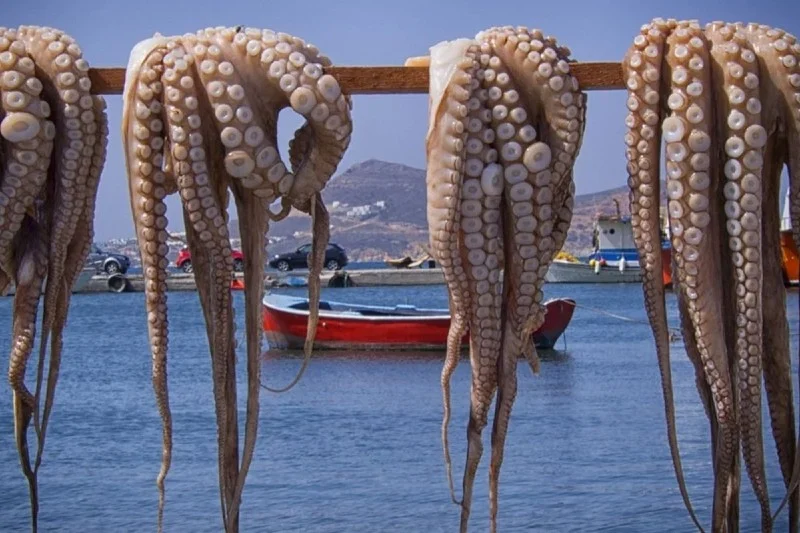 “ثروة في مهبّ التصدير.. كيف يحرم المغاربة من خيرات بحارهم؟