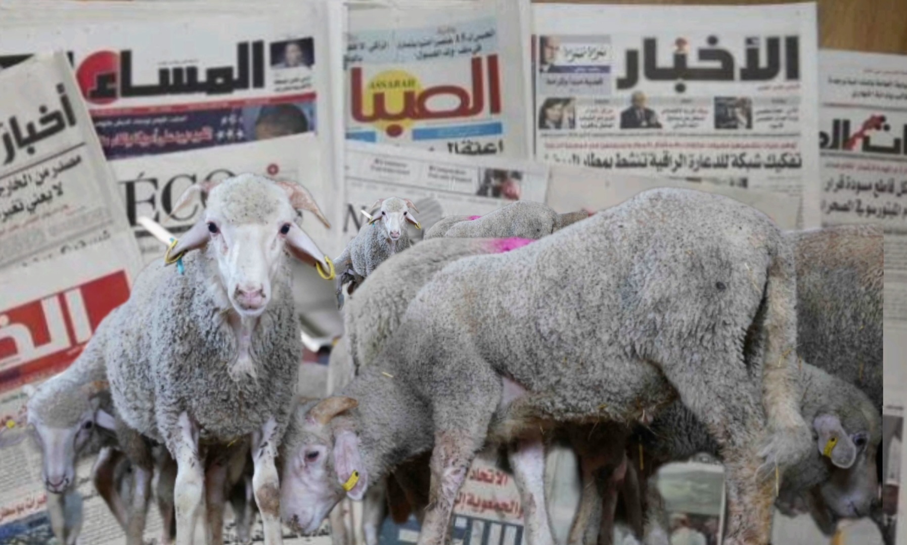 دعم مستوردي الأغنام ودعم الصحافة