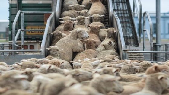 شبهات تبديد الملايين في دعم القطيع الوطني تجر جمعية مربي الأغنام إلى دائرة المساءلة