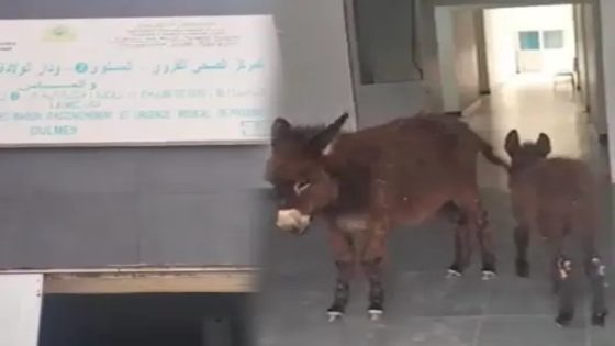 وزارة الصحة تعترف بفضيحة “الحمارين” في مركز صحي بوالماس وتتوعّد المتورطين