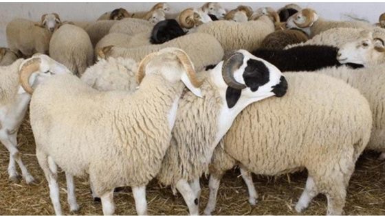 500 مليون درهم لتحصين القطيع المغربي عبر الفلاحة التضامنية