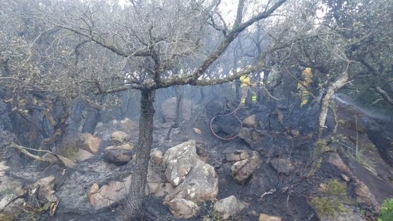 درون مشتبه في استخدامه بتهريب الحشيش من المغرب يتسبب في حريق غابوي قرب جبل طارق