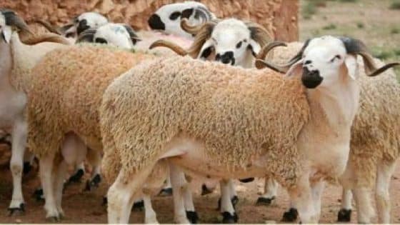 الكسابة يُحذرون من انهيار وشيك ووزارة الفلاحة أمام اختبار الثقة