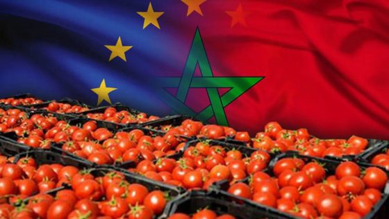 نواب إسبان بالبرلمان الأوروبي يهاجمون الطماطم المغربية ويتهمون الرباط بإغراق السوق والتهرب الضريبي