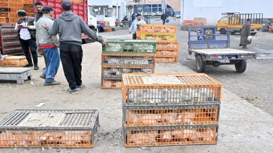 مربو الدجاج يدقون ناقوس الخطر بسبب الحرارة ويطالبون بدعم عاجل لتحديث الحظائر