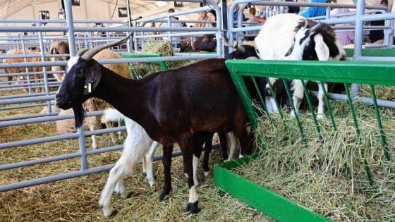 صفقة ماعز بـ 6,500 درهم للرأس تثير زوبعة سياسية في شفشاون… أسئلة حارقة لوزير الفلاحة!