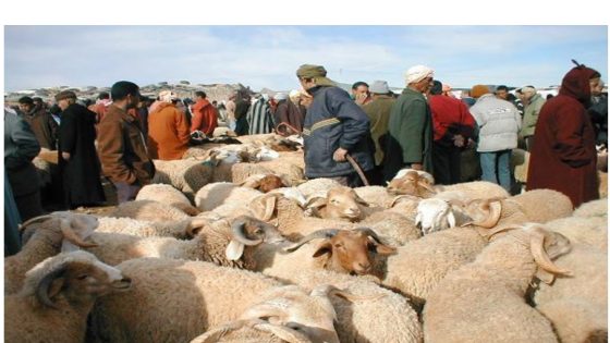 الحكومة ترفع حصة استيراد الأبقار إلى 300 ألف رأس لتأمين اللحوم الحمراء