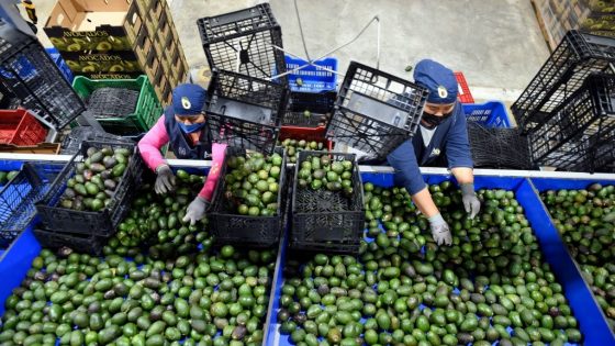 الأفوكادو تشعل غضب المغاربة ومرصد يحذّر من “مافيا المضاربة” ويطالب بتدخل عاجل