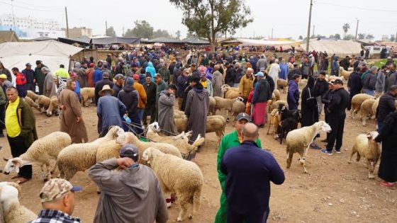 اتهامات لوزارة الفلاحة بتضخيم أرقام القطيع الوطني واستعمال الدعم في التلاعب بالأسعار