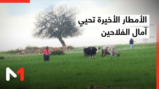 تأثير التساقطات المطرية الأخيرة على الفلاحة