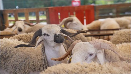 إعفاءات لاستيراد الأبقار والجمال وأسعار اللحوم تحرق جيوب المغاربة: أي حكومة تدير هذا العبث؟