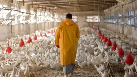 احتقان في قطاع الدجاج بالمغرب وتحذير من هيمنة لوبيات تهدد المربين الصغار