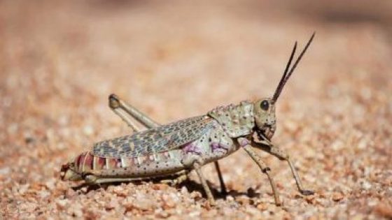 تحذير أممي: أسراب الجراد تزحف نحو المغرب وتهدد الموسم الفلاحي بشمال غرب إفريقيا