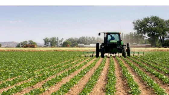 إقليم الحوز .. تساقطات مطرية تنعش القطاع الفلاحي