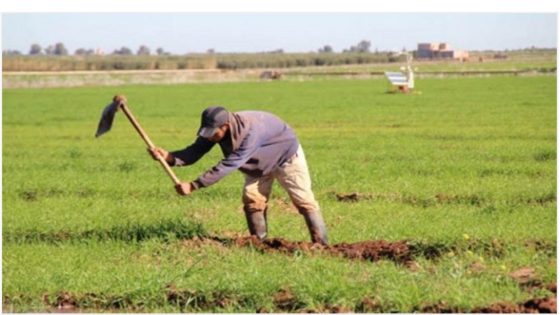 نتيجة الأمطار القياسية.. توقعات بتضاعف محصول الحبوب بالمغرب