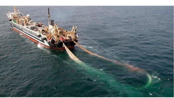 اعتماد قرارين وزاريين يتعلقان بالتقسيم المجالي لأسطول الجر الساحلي وأساطيل الصيد بالخيط الطويل