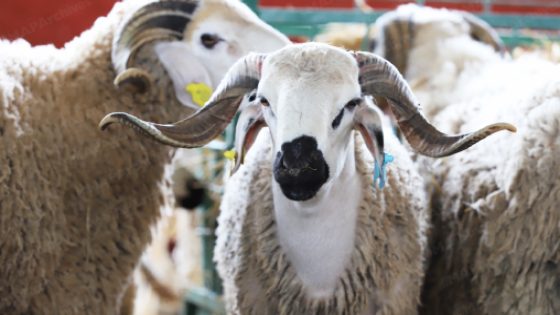 إعادة تكوين القطيع الوطني.. إطلاق عملية المراقبة وصرف الشطر الثاني من الدعم المباشر