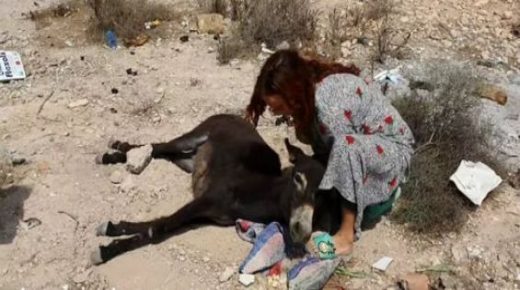 سائحة أسترالية تنقذ حمارا من الموت في أكادير (فيديو)