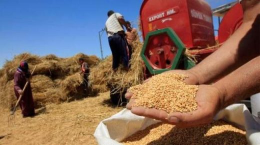 المغرب يستعد لحسم صفقة لاستيراد كمية كبيرة من القمح