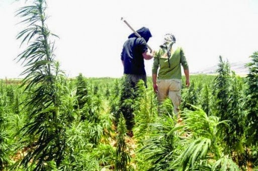 رغم رفض الأمم المتحدة.. البام يُعيد جدل تقنين الكيف إلى قبة البرلمان ويدعو وزارة الصحة للاستثمار في النبتة ويقول إنه يعالج السرطان