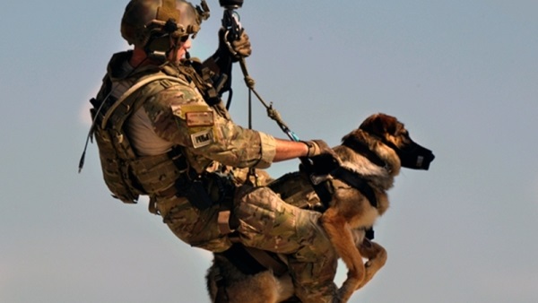 بسبب سوء توظيفها.. هذه تفاصيل إستعادة الخارجية الأمريكية 10 كلاب عسكرية من المغرب