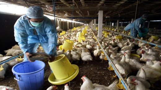 بعد فيروس “كورونا”.. ظهور إنفلونزا الطيور في الصين