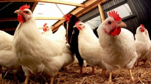 تفاصيل انخفاض صاروخي في أسعار الدجاج بالأسواق المغربية وصل إلى 8 دراهم.. مهني: القطاع يعيش أزمة