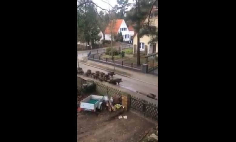 هذه حقيقة فيدوهات اجتياح خنازير برية لمدن مغربية