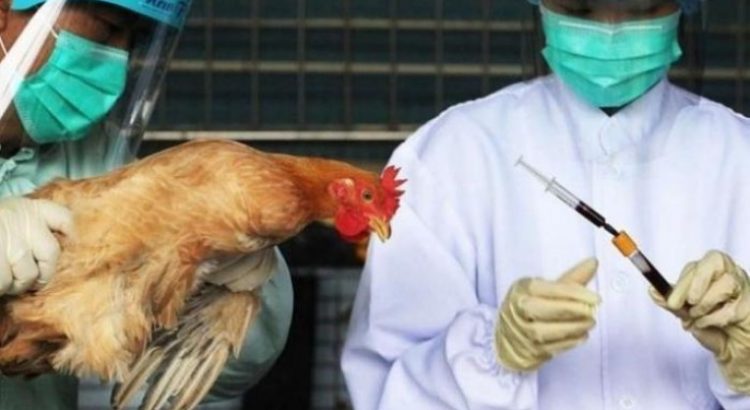 عالم أمريكي يحذر من فيروس جديد مصدره الدجاج قد يكون سببا في القضاء على نصف سكان العالم