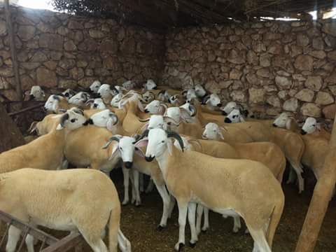 عيد الأضحى: تدابير وقائية إضافية في سياق جائحة كوفيد- 19