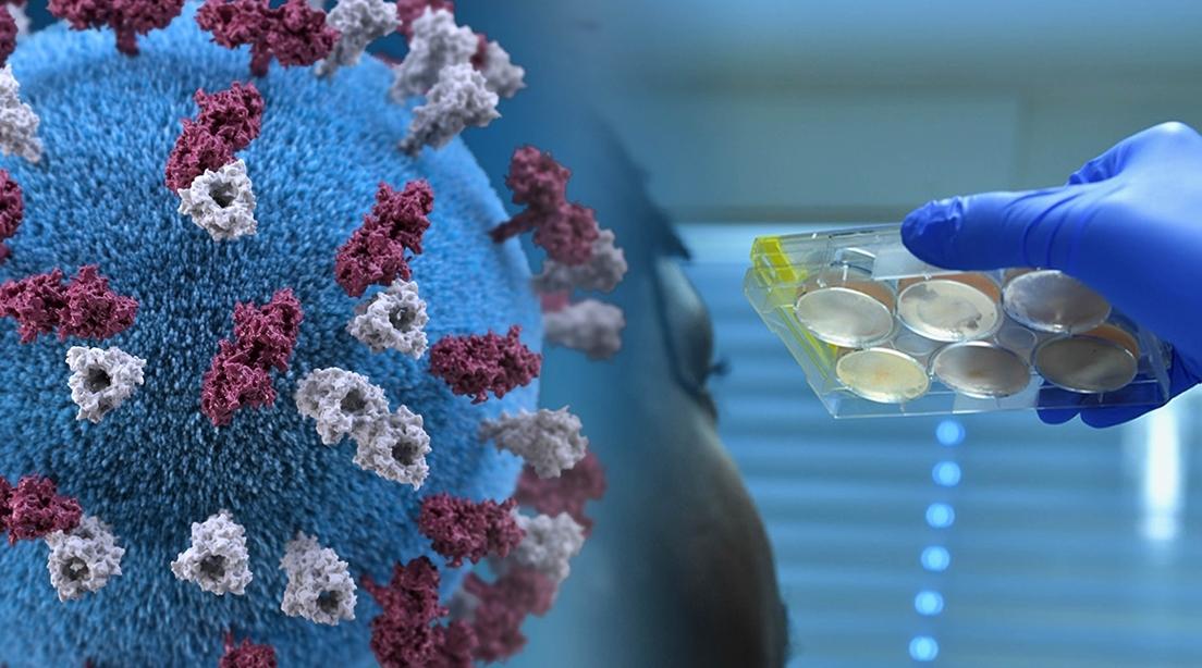 طفرة تجعل من فيروس “كورونا”ّ أكثر عدوى وأقل فتكاً