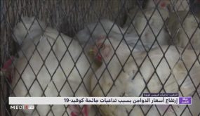 إرتفاع أسعار الدواجن بسبب تداعيات جائحة كوفيد-19