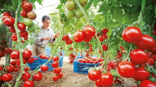 روسيا تحظر استيراد الطماطم المغربية.. وهذه هي الأسباب!